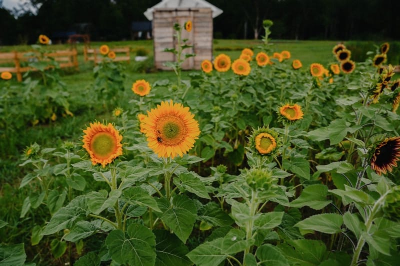 Sunflower Festival